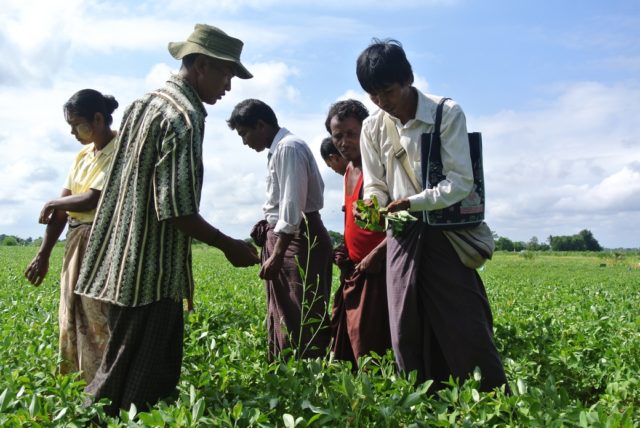 Sviluppo agricolo in Myanmar