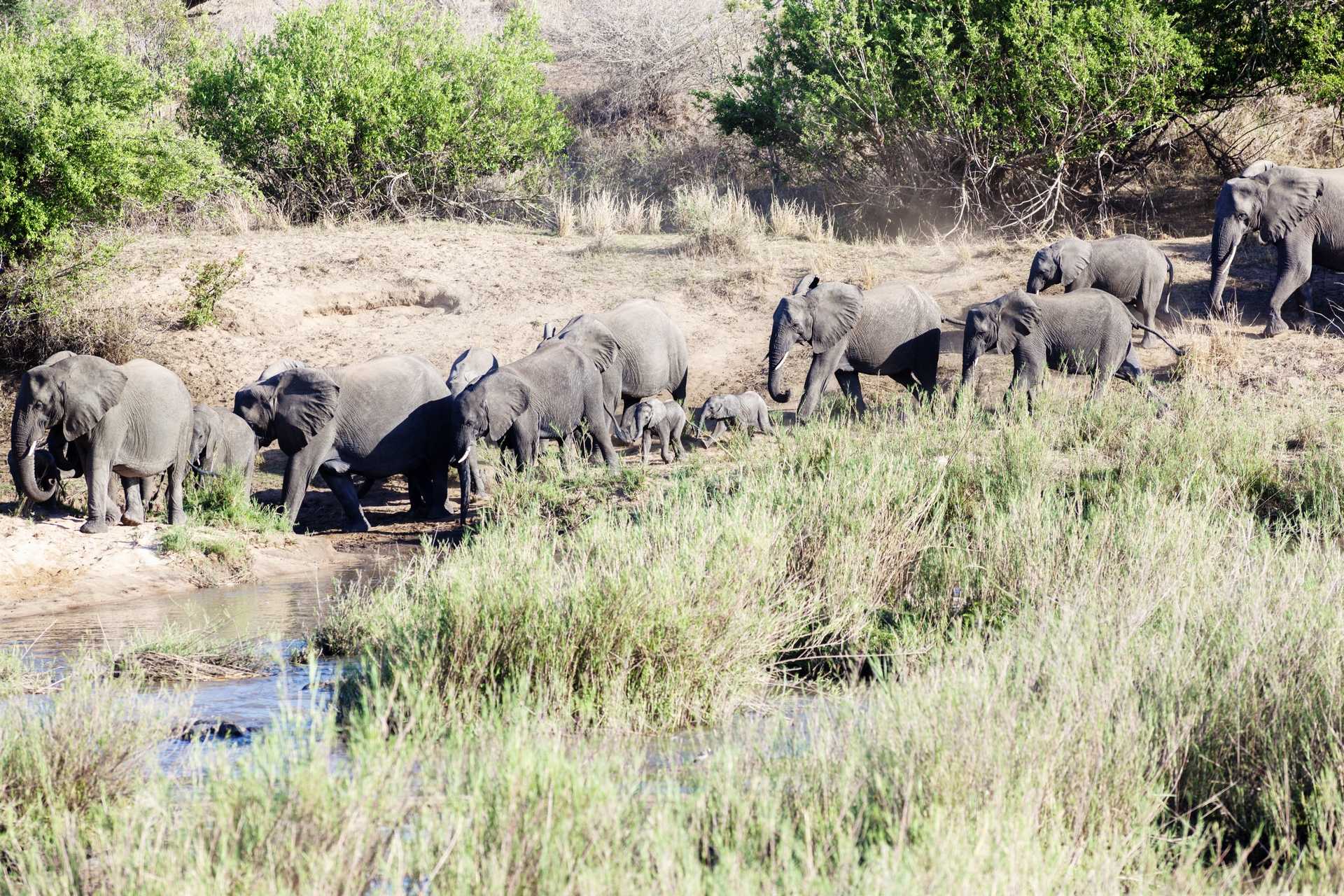 Elefanti nel Parco Kruger, Sudafrica