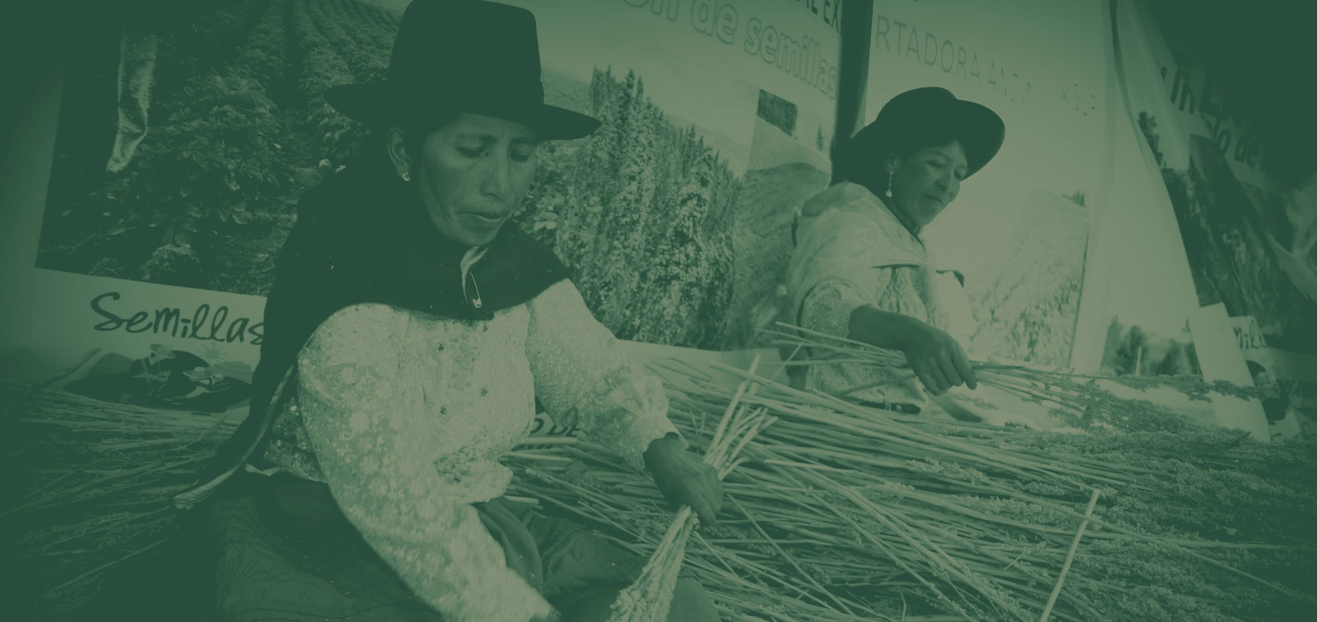 Quinoa, the gold of the Andes