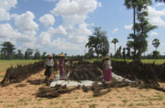 A group of farmers in the Dry Zone, Myanmar.