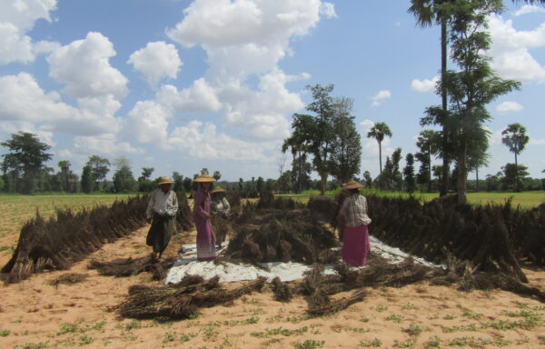 A group of farmers in the Dry Zone, Myanmar.