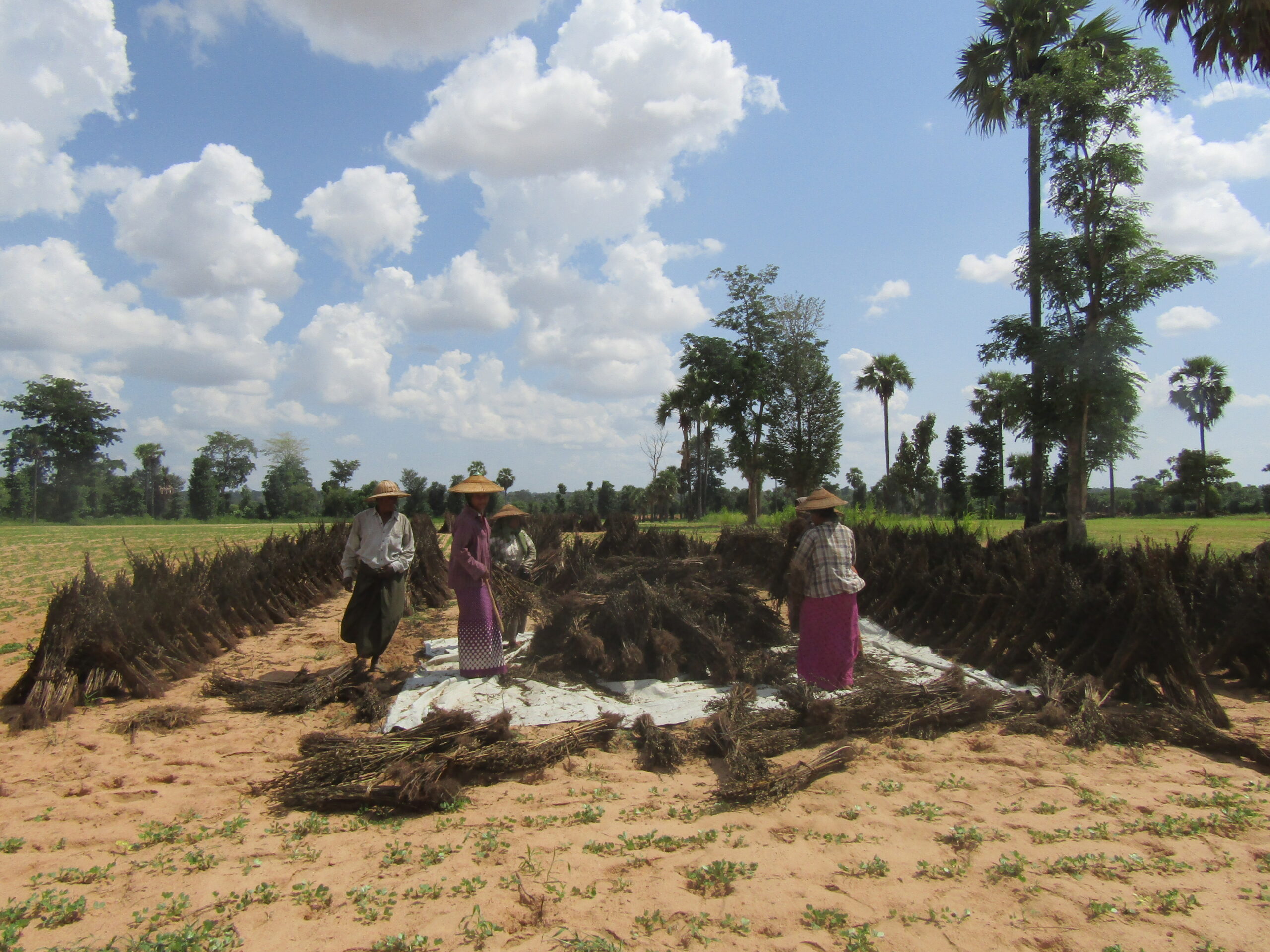 A group of farmers in the Dry Zone, Myanmar.